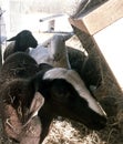 White Katahdin ewe lamb eating hay Royalty Free Stock Photo