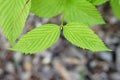 White kerria or Jet bead Rhodotypos scandens - leaves