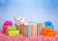 White Khao Manee cat peaking out of birthday presents Royalty Free Stock Photo