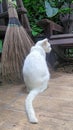 White Khaomanee cat and coconut leaf broom on cleaning sunny day Royalty Free Stock Photo