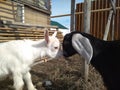White kid and black nubian goat butting heads on farm animals Royalty Free Stock Photo