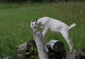 white kid goat on logs in a meadow