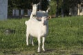 White kid in the meadow. Breeding dairy goats