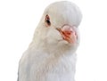 White King pigeon isolated on white Royalty Free Stock Photo