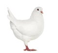 White King pigeon isolated on white Royalty Free Stock Photo