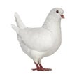 White King pigeon isolated on white Royalty Free Stock Photo