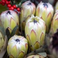 White King Protea or protea cynaroides Royalty Free Stock Photo