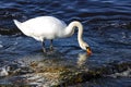 White king swan searches for food in the waters of the Baltic Sea Royalty Free Stock Photo