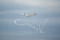 White kite flying in the sky Royalty Free Stock Photo