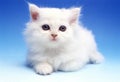 White kitten Royalty Free Stock Photo