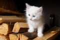 White kitten