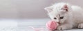 a white kitten as it plays gleefully with a pink ball of yarn against a soft pastel background, ensuring high-quality