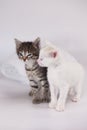 White kitten on the background of a gray cat Royalty Free Stock Photo