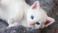 White kitten with beautiful blue eyes. Royalty Free Stock Photo