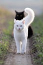 White kitten and black Royalty Free Stock Photo