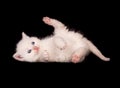 White kitten on black background Royalty Free Stock Photo