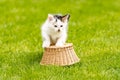 White kitten with black and brown spots is sitting on the straw basket Royalty Free Stock Photo