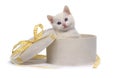 White kitten with blue eyes in a festive box on white background Royalty Free Stock Photo