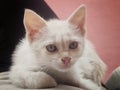 A white kitten with blue eyes is sitting and looking at the camera Royalty Free Stock Photo