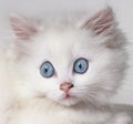 white kitten cat Royalty Free Stock Photo