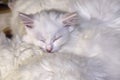 White Kitten Cute Sleeps low light color