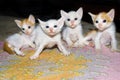 CUTE TINY KITTENS Royalty Free Stock Photo