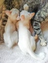 A white kitten eating breastmilk Royalty Free Stock Photo