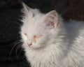 White Kitten with Eye Infection Royalty Free Stock Photo