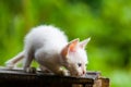 White kitten getting ready to pounce on prey. Royalty Free Stock Photo