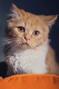 Cute ginger kitten Royalty Free Stock Photo