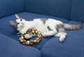 White kitten with gray spots playing with Christma Royalty Free Stock Photo