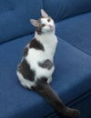 White kitten with gray spots sitting on blue couch