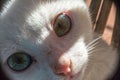 White kitten with green eyes Royalty Free Stock Photo