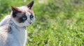 White kitten on a green lawn. Beautiful blue eyes. Royalty Free Stock Photo