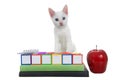 White kitten with heterochromia eyes back to school blocks books Royalty Free Stock Photo