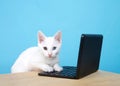 White kitten with heterochromia eyes at a computer keyboard