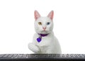 White kitten with heterochromia, odd eyed, reaching over a computer keyboard Royalty Free Stock Photo