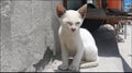 A White Kitten with Large Ears Sits in the Sun Royalty Free Stock Photo