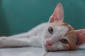 White kitten laying down on the floor. Little domestic cat looking with curious face. Royalty Free Stock Photo