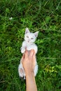A white kitten lies in the green grass and plays with a girl, a playful kitten, top view. Royalty Free Stock Photo