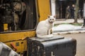 A white kitten living in the city, a cat crouching on an excavator Royalty Free Stock Photo