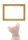 White Kitten Looking at Empty Frame Royalty Free Stock Photo