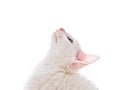 White Kitten Looking Up Royalty Free Stock Photo