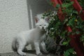 White kitten looking at us Royalty Free Stock Photo