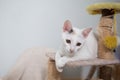 A white kitten lying on old cat furniture Royalty Free Stock Photo