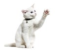 White kitten mixed-breed cat wearing a bell collar and playing,