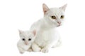 White kitten and mother Royalty Free Stock Photo