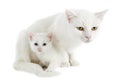 White kitten and mother Royalty Free Stock Photo
