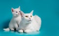 white kitten next to his mother on a turquoise background