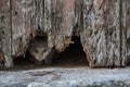 White kitten peeking under old wooden door hole